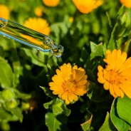 CALENDULA, huile de soin visage et corps, fabriquée en Corse,  50 ml