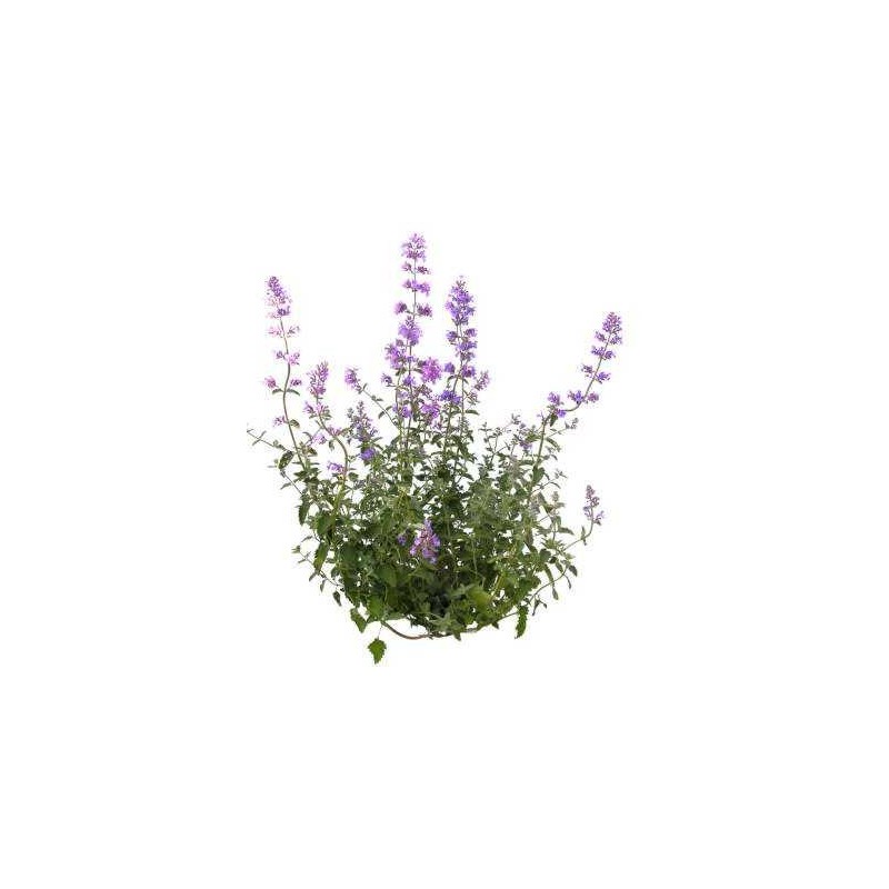 Huile Essentielle NEPETA Calament (Nepita) 5m, biologique, origine Corse Huile Essentielle NEPETA Calament (Nepita) 5m, biologique, origine Corse