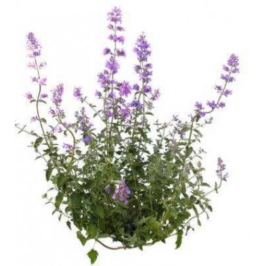 Huile Essentielle NEPETA Calament (Nepita) 5m, biologique, origine Corse