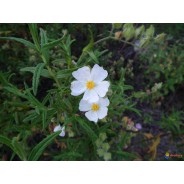 Hydrolat des 3 Cistes corses, 100ml, eau florale