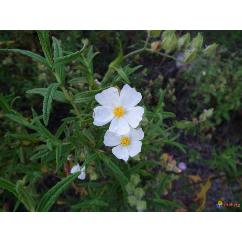 Hydrolat des 3 Cistes corses, 100ml, eau florale Hydrolat des 3 Cistes corses, 100ml, eau florale