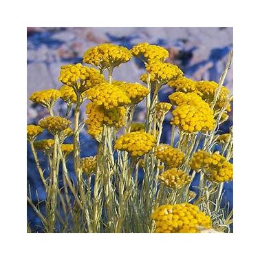 Immortelle de Corse hydrolat, 100 ml, eau florale