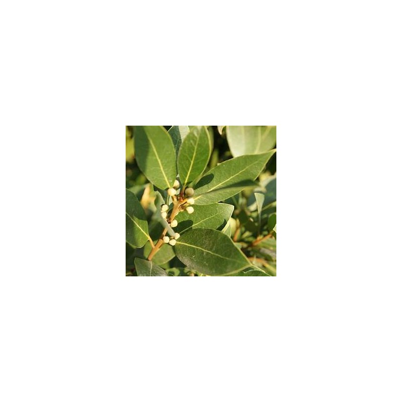 Hydrolat Laurier Noble 100ml - Les Simples et Divines