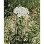 CAROTTE SAUVAGE, hydrolat, 100ml