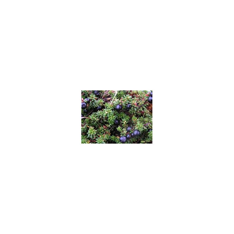 Hydrolat GENEVRIER NAIN, ou eau florale, 100ml, origine Corse