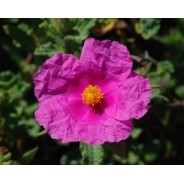 Cistes corses, hydrolat, 100ml, eau florale