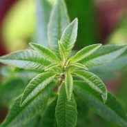 VERVEINE citronnée, huile essentielle, 5ml
