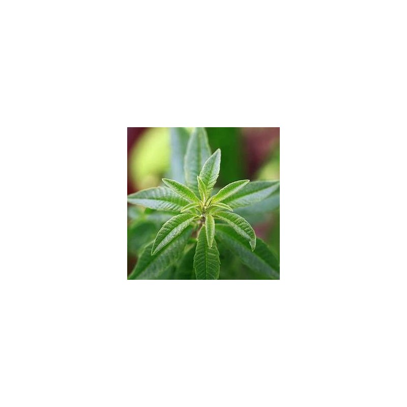 VERVEINE citronnée, huile essentielle, 5ml