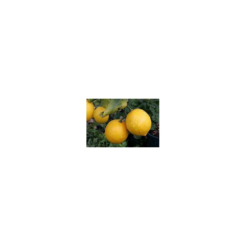 Huile Essentielle de Citron 5ml, origine Corse, bio