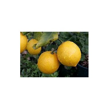 CITRON huile essentielle 5ml, origine Corse