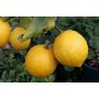 Huile Essentielle de Citron 5ml, origine Corse, bio