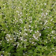 Huile Essentielle NEPETA Calament (Nepita) 5m, biologique, origine Corse