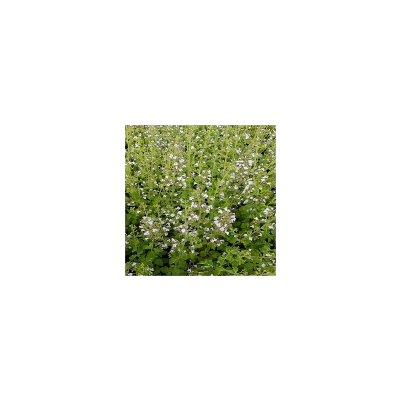 Huile Essentielle NEPETA Calament (Nepita) 5m, biologique, origine Corse Huile Essentielle NEPETA Calament (Nepita) 5m, biologique, origine Corse