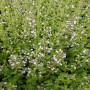 Huile Essentielle NEPETA Calament (Nepita) 5m, biologique, origine Corse Huile Essentielle NEPETA Calament (Nepita) 5m, biologique, origine Corse