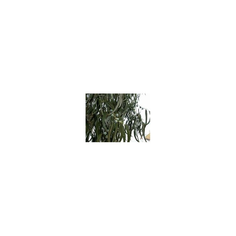 Huile Essentielle Eucalyptus Globulus - Les Simples et Divines