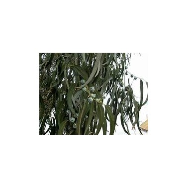 HE Eucalyptus glob. 10ml