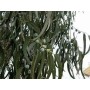Huile Essentielle Eucalyptus Globulus - Les Simples et Divines