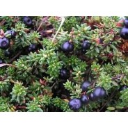 ARTICULATION, huile massage 100ml