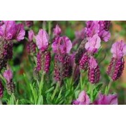 ARTICULATION, huile massage 100ml