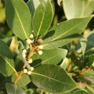 Sérum "Ados"
