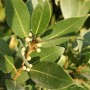 Sérum "Ados"