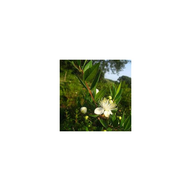 Elixir Parfait, 30ml
