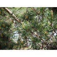 Huile hydratante GENEVRIER nain 50ml