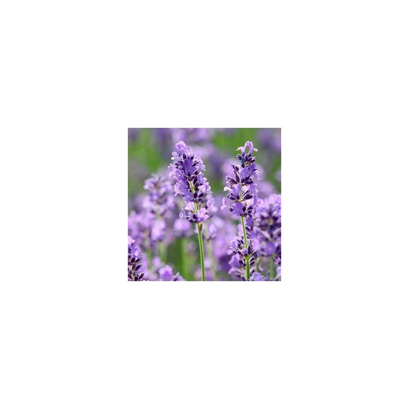 LAVANDIN hydrolat 250 ml, eau florale