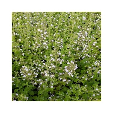 Népita, hydrolat 250ml (nepeta calament)