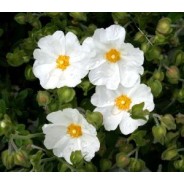 Cistes corses, hydrolat 250ml, eau florale