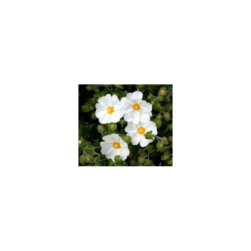 Cistes corses, hydrolat 250ml, eau florale