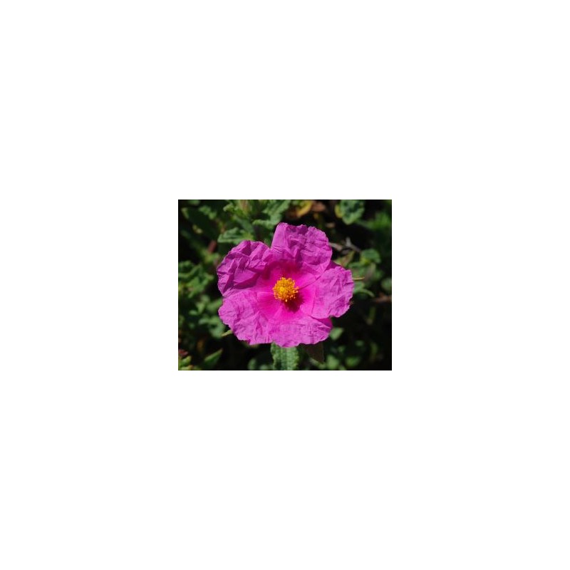 Cistes corses, hydrolat 250ml, eau florale