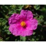 Cistes corses, hydrolat 250ml, eau florale