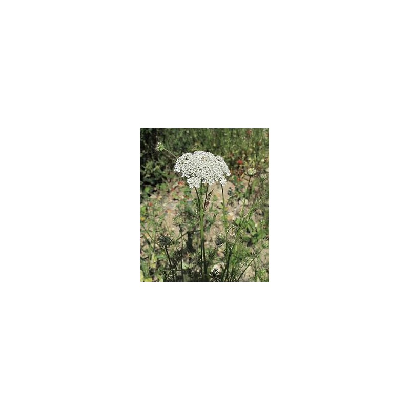 CAROTTE SAUVAGE, hydrolat ou eau florale, 250ml