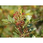 LENTISQUE PISTACHIER hydrolat ou Eau Florale, 250ml
