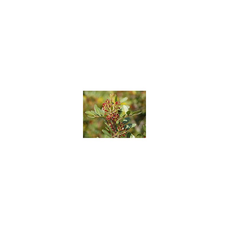 LENTISQUE PISTACHIER hydrolat ou Eau Florale, 250ml