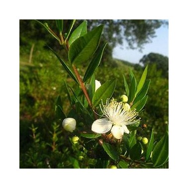 MYRTE vert hydrolat ou Eau Florale, 250ml origine Corse