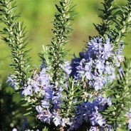 Hydrolat Romarin à Verbénone 250 ml - Les Simples et Divines