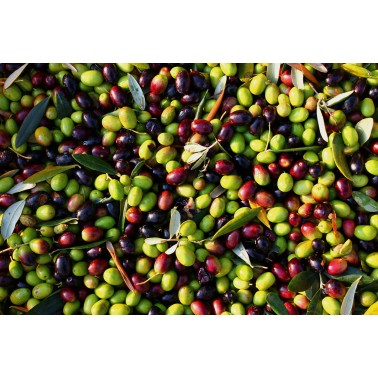 OLIVE 100% corse (Castille)