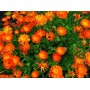 Savon CALENDULA surgras 100g