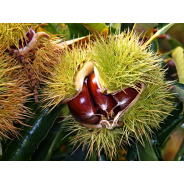 Savon Chataigne Surgras 100g - Les Simples et Divines