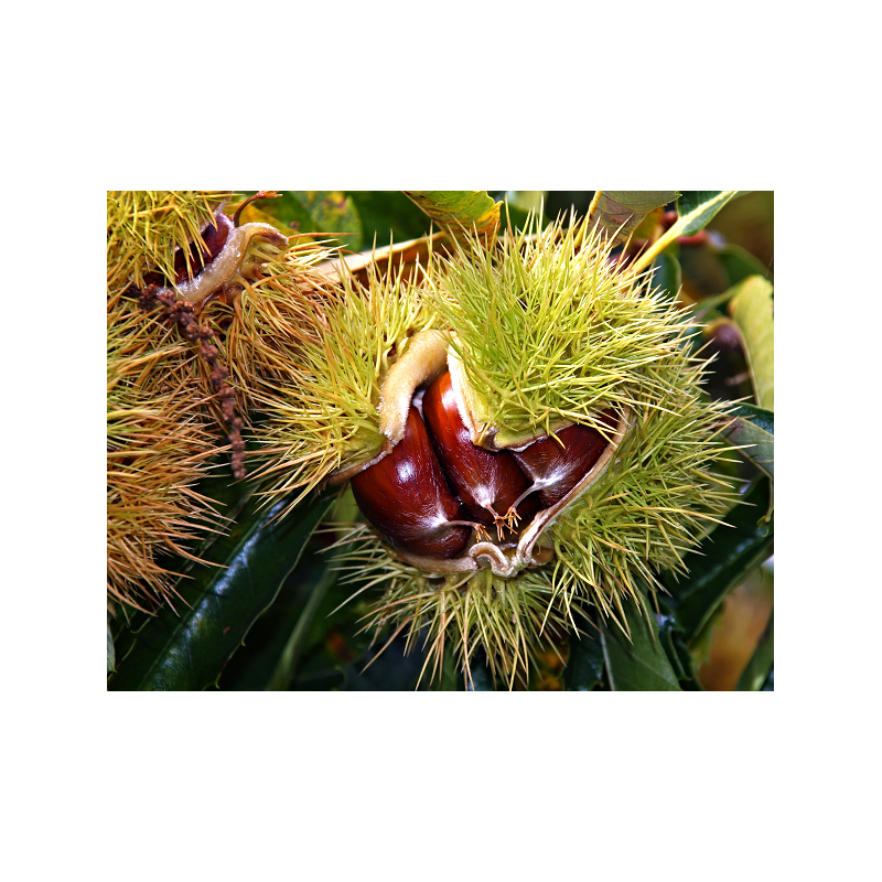 Savon Chataigne Surgras 100g - Les Simples et Divines Savon Chataigne Surgras 100g - Les Simples et Divines