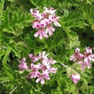 Déodorant bio corse  géranium rosat - Les Simples et Divines