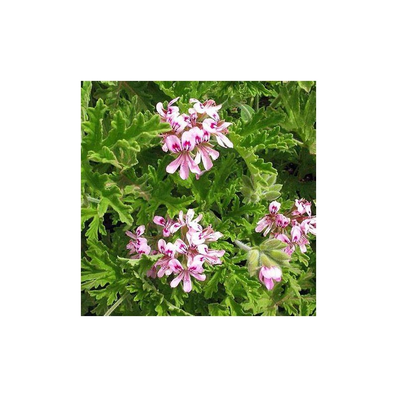Lait Géranium Rosat, 100ml, hydratant, démaquillant