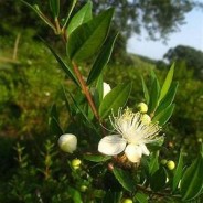 Peeling myrte