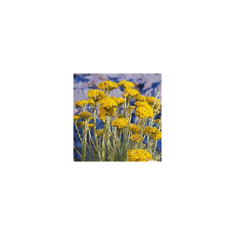 Bougie Immortelle de Corse, 150g Bougie Immortelle de Corse, 150g
