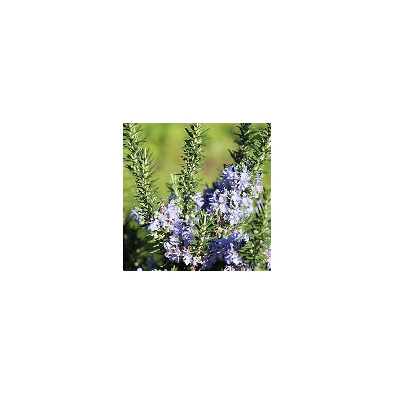 Bougie Romarin à Verbénone, 150g