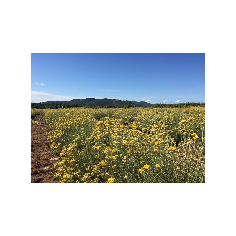 Immortelle de Corse, huile visage et corps, 50ml Immortelle de Corse, huile visage et corps, 50ml