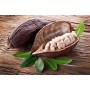 Baume Cacao 50g