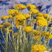 Baume concentré Immortelle, 15g
